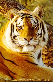 tigerface.jpg (44001 bytes)
